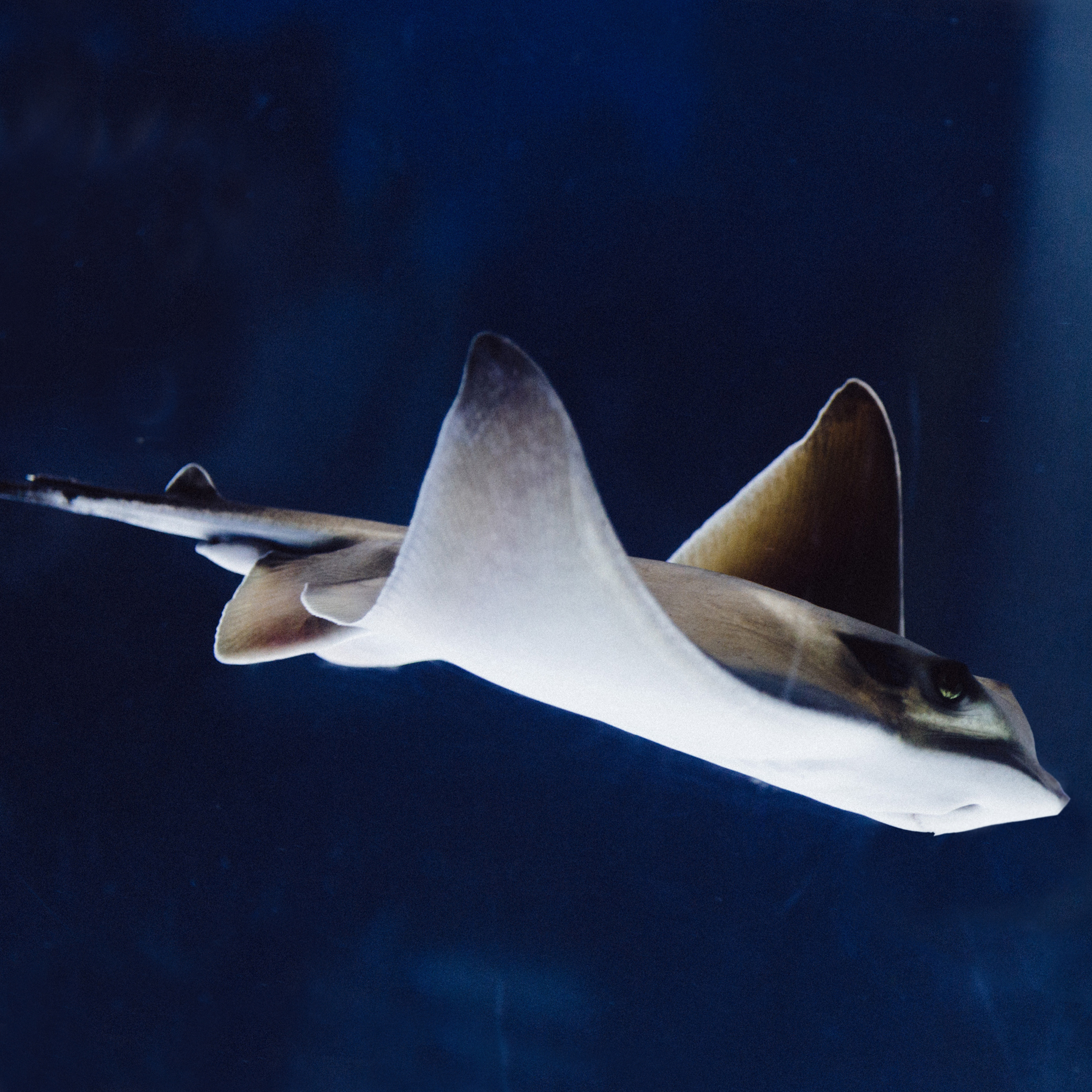 Association manta ray